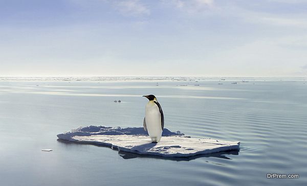 A penguin managed to get on a floe drifting through Antarctica. Due to Global Warming the ice has melted and only a few dry places are left over.