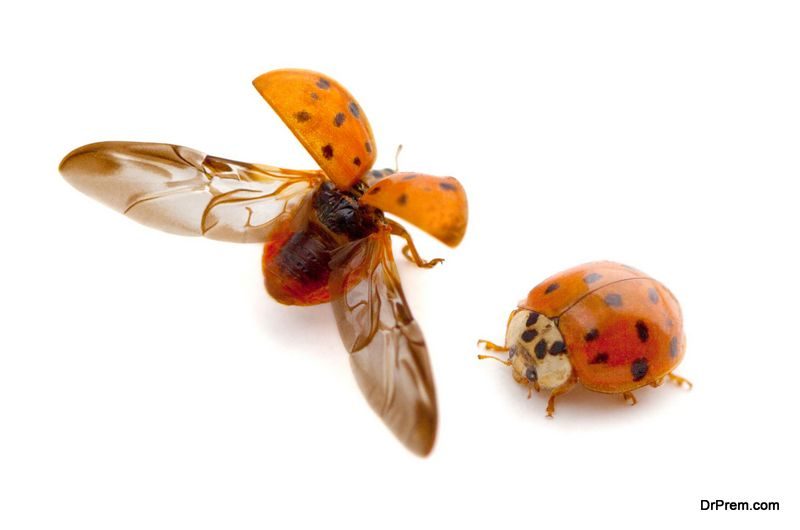 Asian Lady Beetles