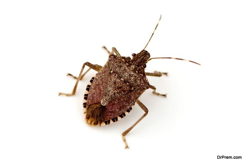 Stink Bugs