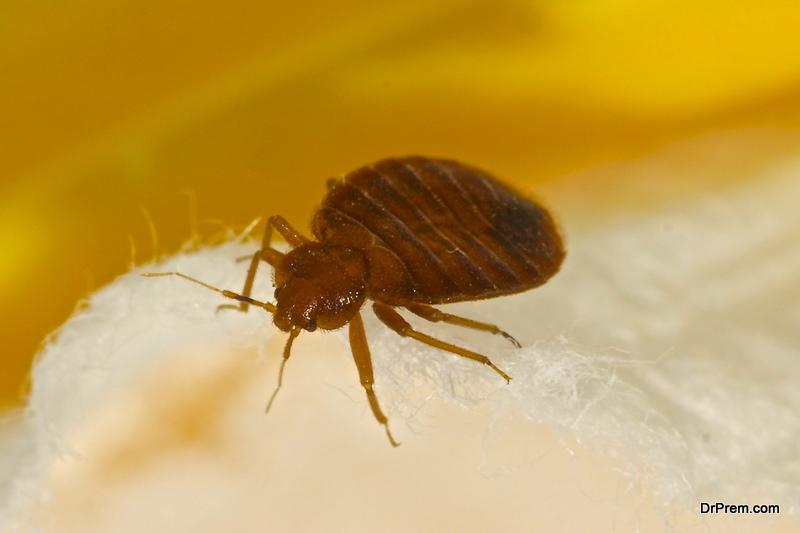 Identify & Control Bed Bugs
