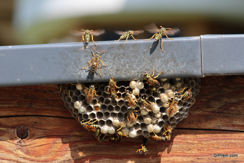 wasp nest